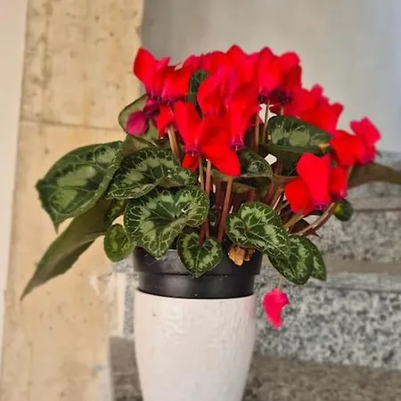 La Dolce Corte